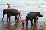 Elefanten-Ausbildungszentrum in Kodanad, Kerala, Indien, Asien