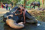 Guruvayur, centre de l'éléphant, formation pour le temple parade, Kerala, Inde, Asie