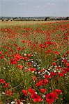 Poppy field near Mansfield, Nottinghamshire, England, United Kingdom, Europe