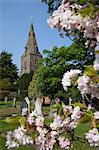 Kirche und Frühling blühen, Burton Joyce, Nottinghamshire, England, Vereinigtes Königreich, Europa