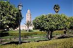 Minarett der Koutoubia-Moschee und Librairie Municipal, Marrakesch, Marokko, Nordafrika, Afrika