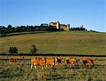 Vaches au-dessous du château, Châteauneuf, Bourgogne, France, Europe