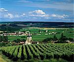 Vignobles de Champagne, Ville-Dommange, près de Reims, en Champagne, France, Europe