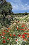 Frühling Blumen, Halbinsel Akrotiri Chania Region, Kreta, griechische Inseln, Griechenland, Europa