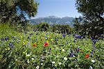 Frühling Blumen, weissen Berge (Lefka Ori), Region Chania, Kreta, griechische Inseln, Griechenland, Europa