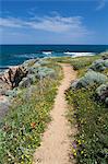 Küstenweg mit Frühling Blumen, nahe Chania, Chania Region, Kreta, griechische Inseln, Griechenland, Europa