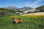 Ziege in der Frühlingswiese, Agios Stefanos, in der Nähe von Pefki, Lasithi Region, Kreta, griechische Inseln, Griechenland, Europa