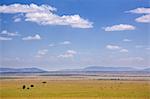 Zebra, topi and other antelope on the plains of the Masai Mara, Kenya, East Africa, Africa