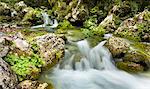 Vibrant greens of an alpine stream, Goriska, Slovenia, Europe