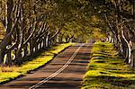 La route sinueuse à travers de l'avenue de hêtres à Kingston Lacy, Dorset, Angleterre, Royaume-Uni, Europe