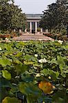 Water lilies in the Jardins Botanique (Botanical Gardens), Tours, Indre et Loire, Centre, France, Europe