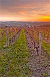 Les vignobles de Chenonceaux dans la vallée de la Loire, Indre-et-Loire, Centre, France Europe