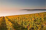 The vineyards of Sancerre during a heavy autumn mist, Cher, Centre, France, Europe