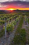 Vineyards, Sancerre, Cher, Loire Valley, Centre, France, Europe