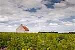 Une cabane au milieu des vignobles près de Chemery, Loir-et-Cher, vallée de la Loire, Centre, France, Europe