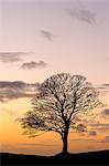 Bare winter tree at sunset, The Roaches, Staffordshire, Peak District National Park, England, United Kingdom, Europe