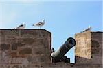 Cannons and Gulls on Fortress Wall, Essaouira, Morocco