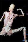 Rear View of Plastinated Human Body Without Skin