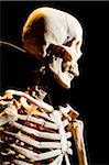 Plastinated Human Skeleton