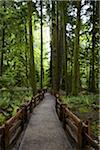 Chemin à travers la forêt, le Parc Provincial MacMillan, l'île de Vancouver, en Colombie-Britannique, Canada