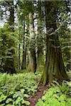 Wald, MacMillan Provincial Park, Vancouver Island, British Columbia, Kanada