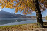 Tree in Autumn, Kochelsee, Kochel am See, Bad Tolz-Wolfratshausen, Upper Bavaria, Bavaria, Germany