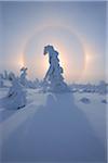 Halo and Snow Covered Trees, Fichtelberg, Ore Mountains, Saxony, Germany