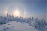 Halo über Schnee bedeckt, Bäume, Fichtelberg, Erzgebirge, Sachsen