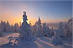 Snow Covered Trees at Sunset, Fichtelberg, Ore Mountains, Saxony, Germany
