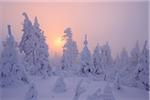 Snow Covered arbres au coucher du soleil, Fichtelberg, Erzgebirge, Saxe, Allemagne