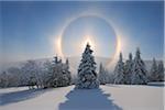 Halo et neige couverte d'arbres, Fichtelberg, Erzgebirge, Saxe, Allemagne