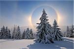 Halo et neige couverte d'arbres, Fichtelberg, Erzgebirge, Saxe, Allemagne