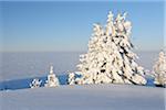 Couverte de neige, arbres et le brouillard dans la vallée, Rigi Kulm, Rigi, Canton de Schwyz, Suisse