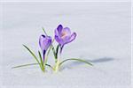 Crocus de printemps dans la neige, la Franconie, Bavière, Allemagne