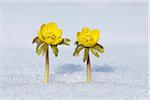 Eranthis Hyemalis dans la neige, la Franconie, Bavière, Allemagne