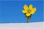 Eranthis Hyemalis in Snow, Franconia, Bavaria, Germany