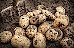 Close up of unearthed potatoes in garden