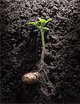 Potato with roots and leaves in dirt