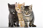 Trois chatons côte à côte
