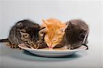 Trois chatons buvant du lait de la soucoupe