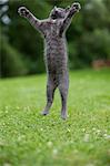 Grey cat jumping in mid air