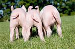 Three piglets in field, rear view