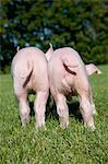 Two piglets in field, rear view