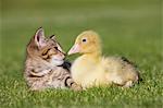 Kitten and gosling on grass