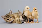 Kitten, rabbit and chicks