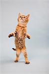 Cat standing on back legs