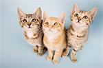 Three cats looking up