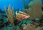 A Wary Nassau Grouper.