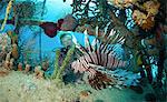 Lionfish in Unnatural Habitat