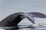 Stielansatz und Schwanz der Buckelwale